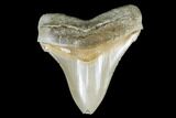 Serrated, Fossil Chubutensis Tooth - Aurora, North Carolina #176577-1